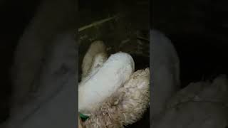 Kambing Wedus Ikutan Sahur