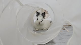 5월24일 라이브🐰 토끼의 냄새