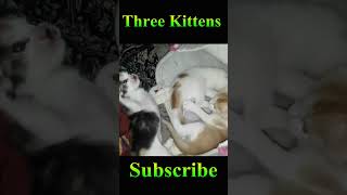 3 Kittens Funny Video #Viral #Shorts