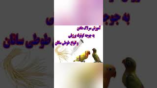 آموزش نحوه سرلاک دادن به جوجه طوطی سانان بهمراه نکات مهم و حیاتی