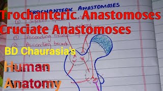 Trochanteric and Cruciate Anastomoses |BD Chaurasia s Human Anatomy |