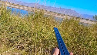 Clip Session 2022.23 partridges Hunting With Gundogs Video short punjab pakistan