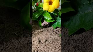 Mice are happy in music and flower parties