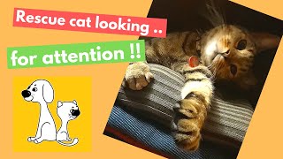 Rescue cat shows love! Wants attention! #shorts