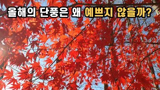 예쁘지 않은 올해의 단풍 - 더운 가을 탓