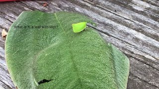 I Caught A  leafhopper! Looks Like A Leaf With Legs!