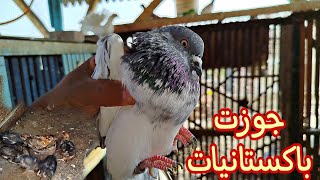 #نقلت الكتاكيت🐤🥰وجوزت حمام جديد 🕊️✅#pigeon