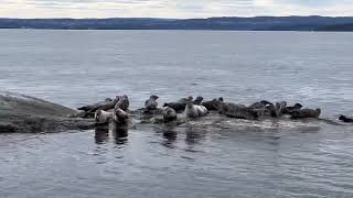 April Sailing Oslofjord - Seal encounter!