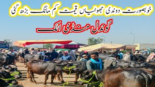 2 teeth female buffalo price on gondal mandi attock|gondal mandi latest update|Badwal Desi vlog|