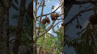 Durian Montong Usia 3tahun Pendek Berbuah‼️#shorts #shortvideo #tipsberkebun #fruit #viral