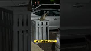 Little raccoon wants a friend #raccon#cute#trending #viral #wow