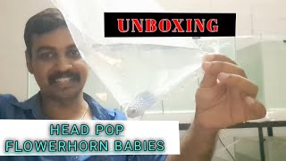 Head pop flowerhorn babies unboxing@smaquagarden