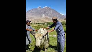 Today I see Yaak Animal in Skardu Pakistan #pakistan #skarduvalley #skardu