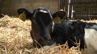 BVD Infection - Identify Persistantly Infected Calves (GAIN FEEDS)