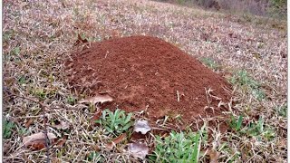 Fight Fire Ants