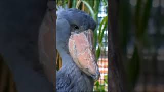 Shoebill Stork | Burung dengan paruh mirip sepatu #animal #shorts