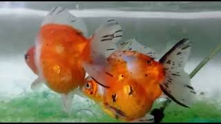 Calico short tail ryuinkin goldfish breeding pair up for sale.