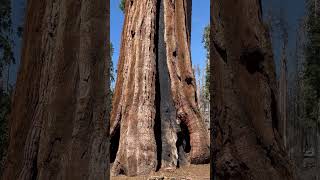 Mariposa Grove. #california #travel #globalexplorer #national parks