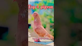 Top 4 pigeon 🔥👑🇮🇳 #kabootr #bird #shorts #yt #ytviral #kabootar #top4 #birdspecies