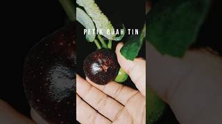 PETIK BUAH TIN MALAM HARI PLUS HUJAN, agar tetap konsisten min 5x upload sepekan #petikbuah