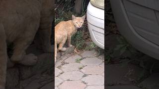 Meow  hiding in the car #youtubeshorts #cat #animals #nature