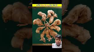 How Does Rat King #amazingfacts #factsinhindi #knowledge #interestingfacts #shorts