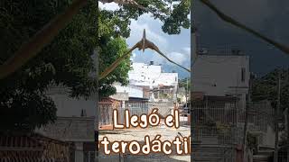 ¿Un pterodáctilo en el barrio? #pterodáctilo #avesprehistóricas #prehistoria