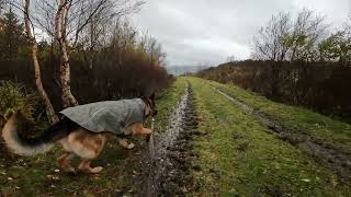 German shepherd on walk. Eros på tur. 12.10.2024. still you tubes most boring video part 1