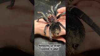 From baby to adult, Xenesthis sp. Bright at different life stages