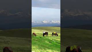 Deosai Plains #travel #mountains #nature #gilgitbiltistan #deosai #snow #pakistan