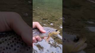 TROUT RELEASE  #catchandrelease