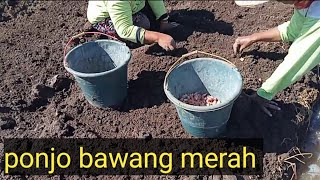 desa Wonorejo Situbondo musim tanam bawang merah