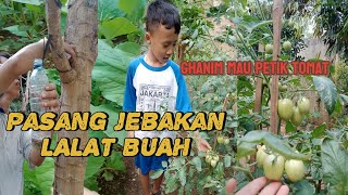 PASANG JEBAKAN LALAT BUAH ☑️ GHANIM MAU PETIK TOMAT