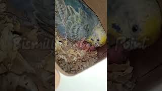 Rainbow Budgie Feeding His Chicks #shorts #feeds