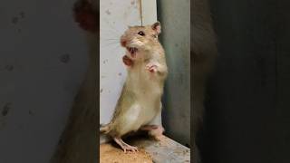 Cat Loves Short Games Mouse Episode 11 | Cat Loves Music Games Mouse for Cats - Paul Bardor #rat