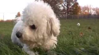 Bichon Frise Eats Grass For Research