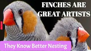 Finches are Better Nesting Artists | @aanch  News & Analysis |