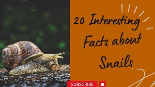 20 Interesting Facts about Snails