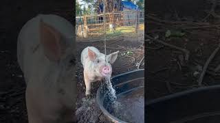 #shorts #happypigstv  #offgridlife #viralshorts #viralvideo