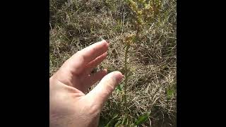 Sheep Sorrel