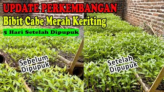 Perkembangan Bibit Cabe Merah Setelah Dipupuk