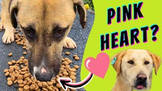 HUNGRY dog with HEART mark and SHY friends looking for food! 💖