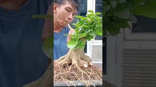 membuat akar bonsai kokoh mencengkeram