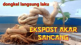 hasil program sancang ekspos akar dongkel langsung laku