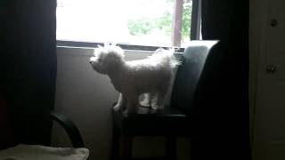 Bichons make good watchdogs!