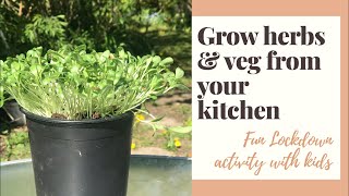 Easy to Grow veg & herbs - fun activity with kids