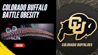 Colorado Buffalo Stamp Out Obesity || CU Researchers Discover New Obesity Treatment