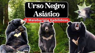 Urso Negro Asiático (Urso Lua): o Malabarista Selvagem  - Ursus Thibetanus