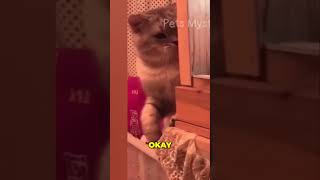 Fluffy Cat's SPOON Obsession Is Too CUTE! #comedy #entertainment #viralvideo #cat #pets #dog #fyp