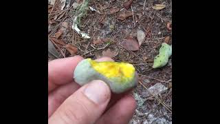 Eating Pawpaws In Florida